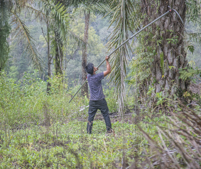 The EU-Indonesia trade and investments deals: Risks and opportunities for forests and peoples