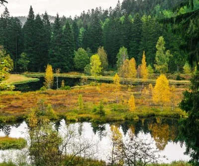 Nature: a cheaper, more effective climate and ecosystem solution